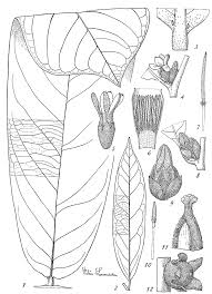 Image result for Diospyros gabunensis