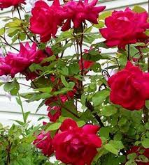 Bunga mawar termasuk ke dalam jenis tanaman semak dari genus rosa. 12 Manfaat Bunga Mawar Untuk Kesehatan