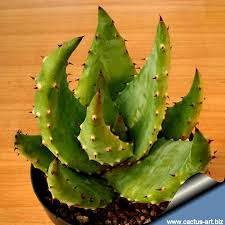 Discover the types of cactus plants available as houseplants, the best cactus flowers and how to look after a cactuses, including prickly ones. Aloe Aculeata