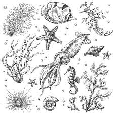 A Set Of Underwater Plants And Animals Hand Drawn Doodle Monochrome Sea Drawing Underwater Drawing Underwater Plants