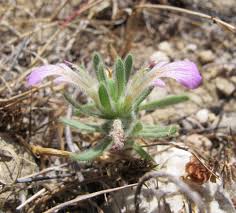 Image result for Haumaniastrum glabrifolium