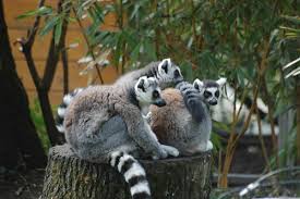 Beauval was often the first zoo to have some animals in france, which contributed to its reputation and to its development. Zooparc Beauval Ene Besoch Im Zoo