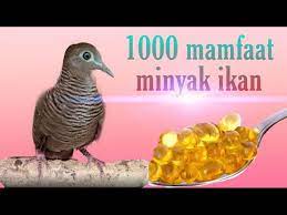 Pemberian Minyak Ikan Pada Perkutut Youtube