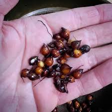 Image result for Bulbostylis ugandensis