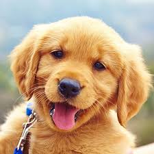 We did not find results for: When Do Puppies Open Their Eyes Daily Paws