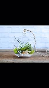 Other ingredients of interest in this diy air plant terrarium from. Plant Night Diy Air Plant Terrarium Saratoga Paint And Sip Studio