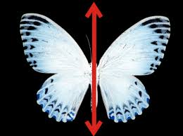 Math has been around for quiet a long time. Transformations Symmetries And Tiling Mind Map