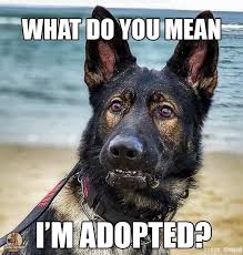 Pin By Rhonda Rogers Kaplan On German Shepherd Meme S German Shepherd Puppies Dog Quotes German Shepherd Funny