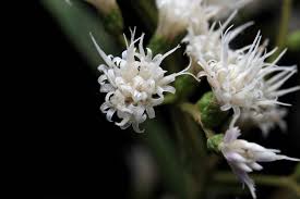Image result for Vernonanthura polyanthes