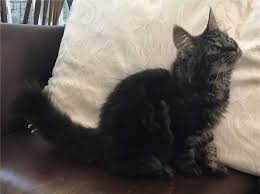 It is requested that any potential adopter must metatroneyes is a tica registered maine coon cattery, entirely operated within our home near lake ouachita in arkansas, usa. Sweeney Farm Alpine Tx Maine Coon Cats And Kittens