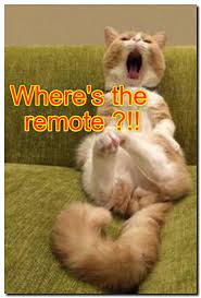 Fun Cat Facts For Kids See 60 New Funny Pictures With Animals On The Site Cat Beautiful Photography Meme Cat Facts Fun Facts About Cats Funny Cat Memes