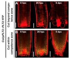 Maybe you would like to learn more about one of these? Plantae Optimal Levels Of Plethora2 For Root Regeneration Capacity Cell Reports Plantae