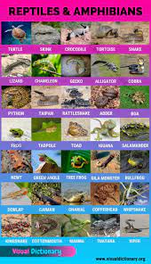 Pictures of reptiles and their names. Reptile And Amphibian Habitats Helpful List Of 35 Names Of Reptiles And Amphibians Visual Diction In 2021 Reptiles Reptiles And Amphibians Amphibians