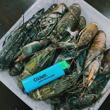 Ternak lobster air tawar (udang kara) ternak udang kara part.1 king prawn in aquarium (udang galah) | dec 10,2017 ternak lobster air tawar (lat) red claw di kolam bundar kursus lobster my lobster pond lobster air tawar(lat). Lobster Frozen Price Promotion Apr 2021 Biggo Malaysia