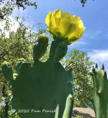 En el censo de 2010 tenía una población de 3.179 habitantes y una densidad poblacional de 575,98 personas por km². Plant This Old Mexico Prickly Pear Digging