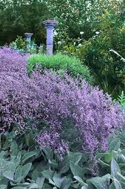 Image result for Limonium
