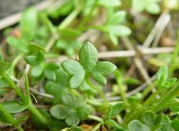 Image result for Galiniera saxifraga