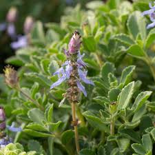 Image result for Coleus neochilus