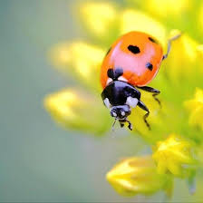 Detente Jardin Detentejardin Photos Et Videos Instagram Detente Jardin Jardins Decoration Jardin