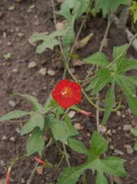 Image result for Ipomoea fanshawei