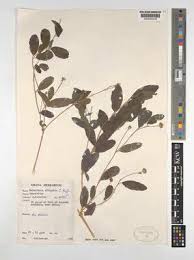 Image result for Lipotriche marlothiana