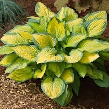 Hosta ' orange marmalade ' has yellow leaves with a blue margin and is a large hosta that has lavender flowers and grows in semi shade and full shade. Hosta Orange Marmalade 2l Whitehall Garden Centre