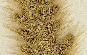 Image result for Cordyla