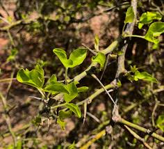 Image result for Balanitaceae