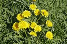 Image result for Taraxacum sp.