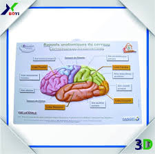 Medical Science Subject Human Anatomy Chart Buy Medical Poster Pvc 3d Poster Medical Education 3d Poster Product On Alibaba Com