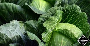 Cabbage has a far lower water content than traditional greens like spinach and romaine, which helps to extend its shelf life. How Do You Store Cabbage Long Term Gardening Channel