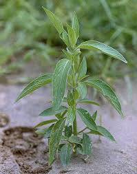 Image result for Dicliptera minor