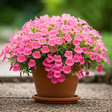 Image result for ostruhatka