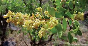 Image result for Commiphora mossambicensis