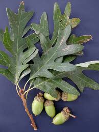 About this at home store. 2011 White Oak Quercus Alba Virginia Native Plant Society