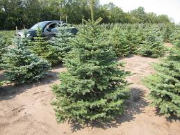 The colorado spruce tree (picea pungens) is a very common evergreen tree in minnesota. Northern Hardy Evergreens Nursery Stock Lundeby Evergreens