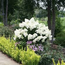 Image result for Basella paniculata