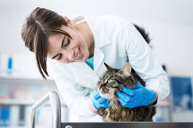 Two of the most common causes are acute hyperthyroidism and kidney disease. 5 Factors That Can Affect Your Pet S Blood Pressure Readings Blog Suntech Suntech Medical