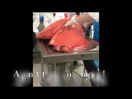 The bronchioles end in the small sacs called alveoli, where the barrier between the air and the blood is a thin membrane. The Horse S Lungs Youtube