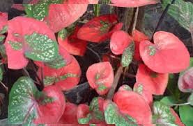 Jual Tanaman Keladi Hilo Beauty Kota Batu Jaden Petani Bibit Tokopedia