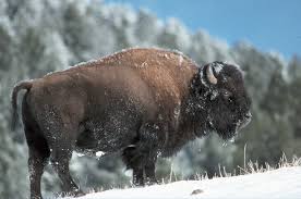 Pentru unele, vanarea sau distrugerea este interzisa, iar pentru altele se pentru un exemplar din fagaras, detinem recordul mondial neantrecut din anul 1930. Ce Animale Salbatice Protejate Prin Lege Strabat Muntii Romaniei