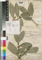 Image result for Xymalos monospora