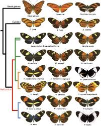 Tesei 2.* 1 lehrstuhl fiir biomathematik, universit~it tiibingen, auf der morgenstelle 28. Batesian Copycats And Mullerian Mimics Phylogeny