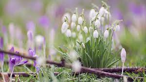 Free High Resolution Wallpaper Snowdrop Widescreen Wallpaper Flowers Wallpaper