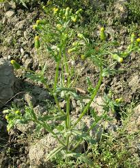Image result for Senecio vulgaris