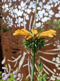 Image result for Leonotis nepetifolia