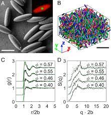 Check spelling or type a new query. Observation Of Liquid Glass In Suspensions Of Ellipsoidal Colloids Pnas