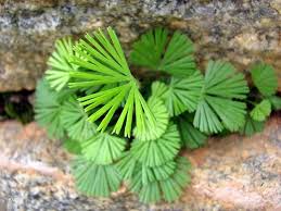 Image result for Actiniopteris radiata