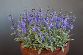 Image result for Dierama parviflorum