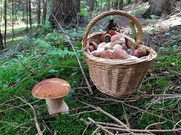 This recipe was made in a panasonic cio and appears on an episode of the dinner spinner tv show on the cw! Grzybobranie 2021 Sezon Na Grzyby Rozpoczety Wspaniale Borowiki Znalazla Mieszkanka Muszyny Zdjecia 13 08 21 Gazeta Krakowska